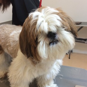 シーズー カット 緑区 橋本