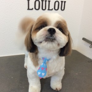 シーズー カット 緑区 橋本