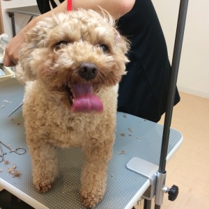 トイプードル カット