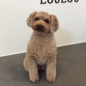 トイプードル カット