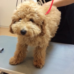トイプードル テディベア