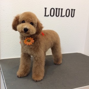 トイプードル テディベアカット