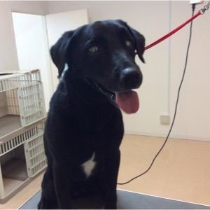 トリミング 大型犬