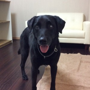 大型犬 シャンプー