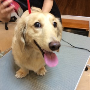 トリミングサロン