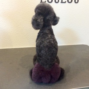 テディベア トイプードル