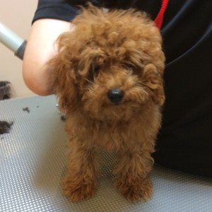 トイプードル カット