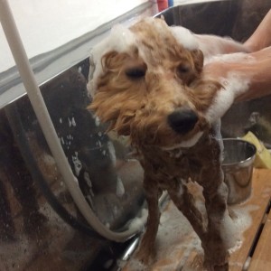 トイプードル テディベア