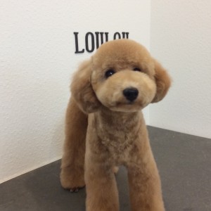 トイプードル テディベア