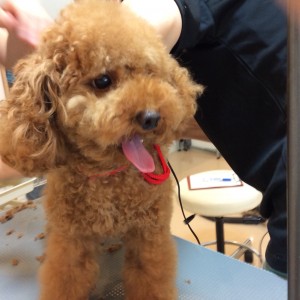 トイプードル カット