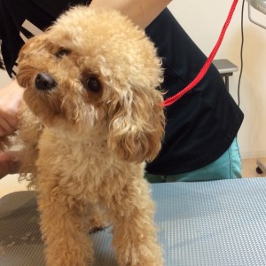 橋本 トリミングサロン