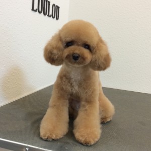 トイプードル  橋本