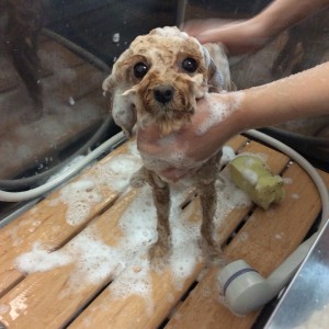 橋本 トリミングサロン