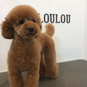 トイプードル カット