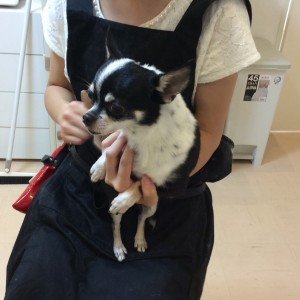 橋本 トリミングサロン