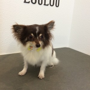 橋本 トリミングサロン