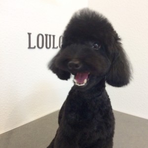 トイプードル ソフトモヒカン