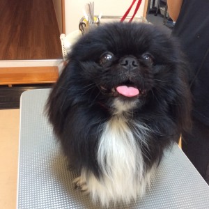 ペキニーズ サマーカット
