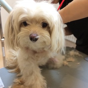 チワプー カット