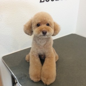 トイプードル テディベア