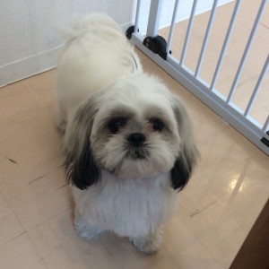 シーズー かっtp