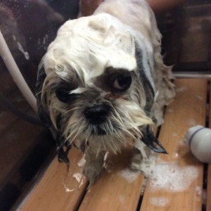 シーズー カット