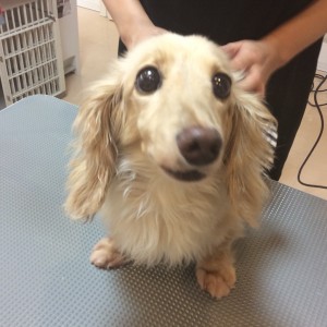 サマーカット 橋本 トリミング