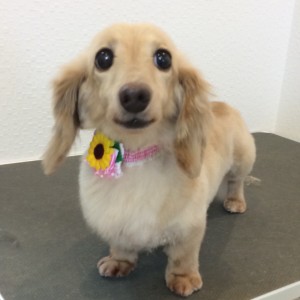 サマーカット 橋本 トリミング