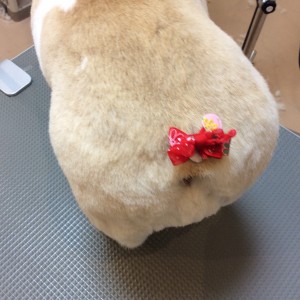 橋本 トリミングサロン