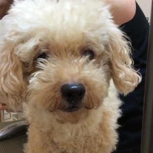 トイプー カット