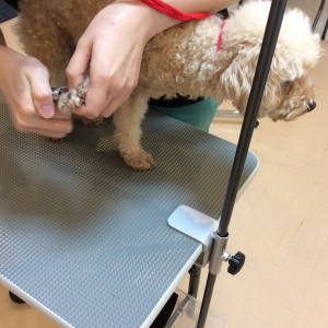 トイプー サマーカット