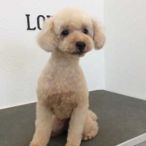 トイプー カット