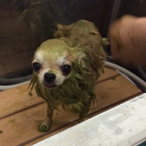 チワワ ハーブパック