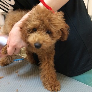 トップノット トイプードル