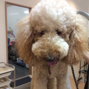 プードル ソフトモヒカン