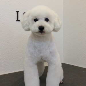 テディベアカット