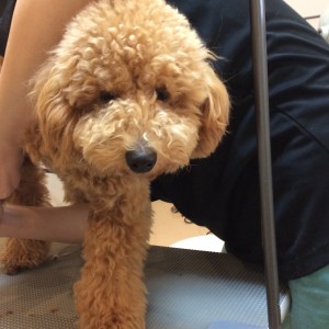 トイプードル テディベア