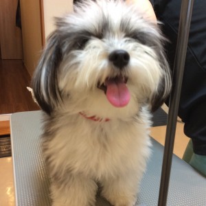 チワマル カット