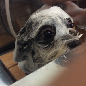 チワマル カット