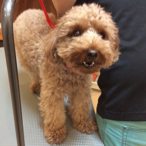 トイプードル