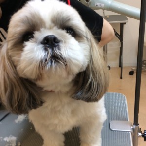 シーズー カット