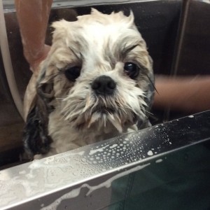 シーズー カット