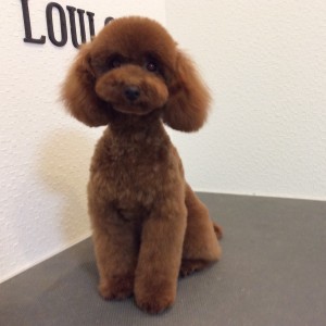 相模原 トリミング 緑区