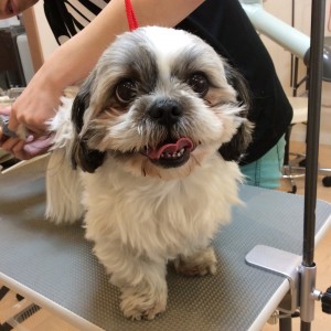 橋本 トリミング