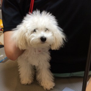 トリミング 相模原 橋本