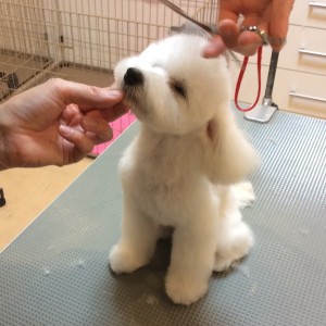 橋本 トリミング