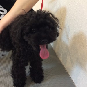 相模原 トリミング