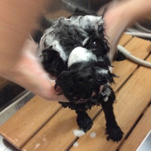 トリミング 橋本