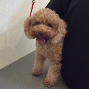 トイプードル テディベアかっtp