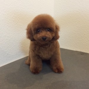 テディベアカット